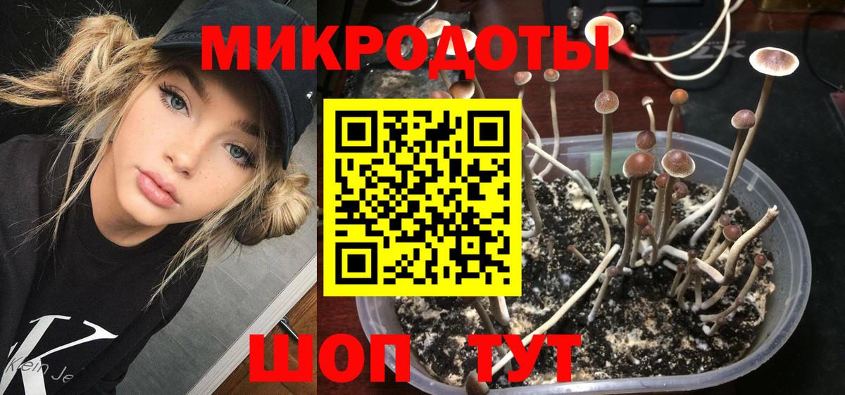 Псилоцибиновые грибы Psilocybe Барнаул